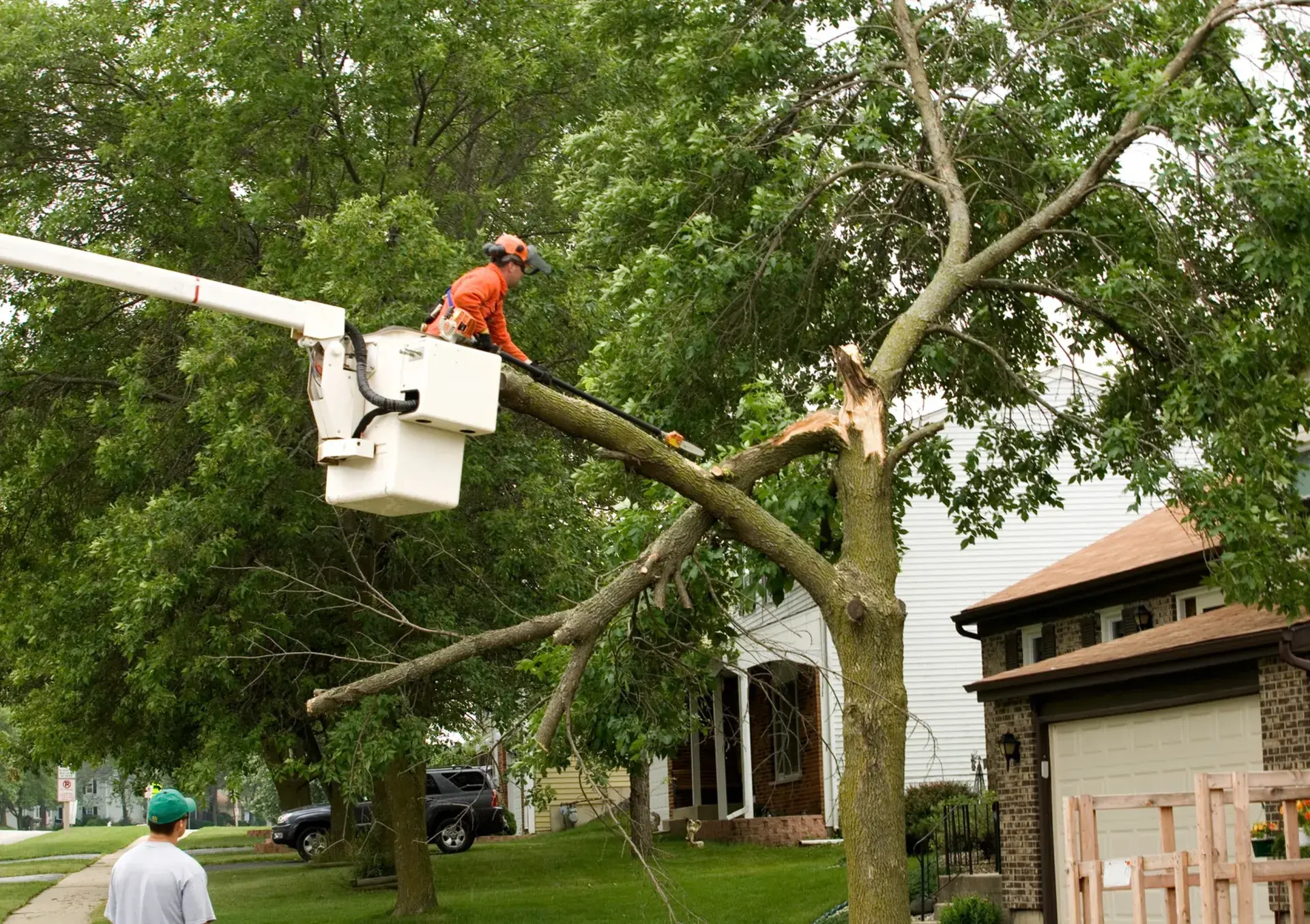 Tree Service