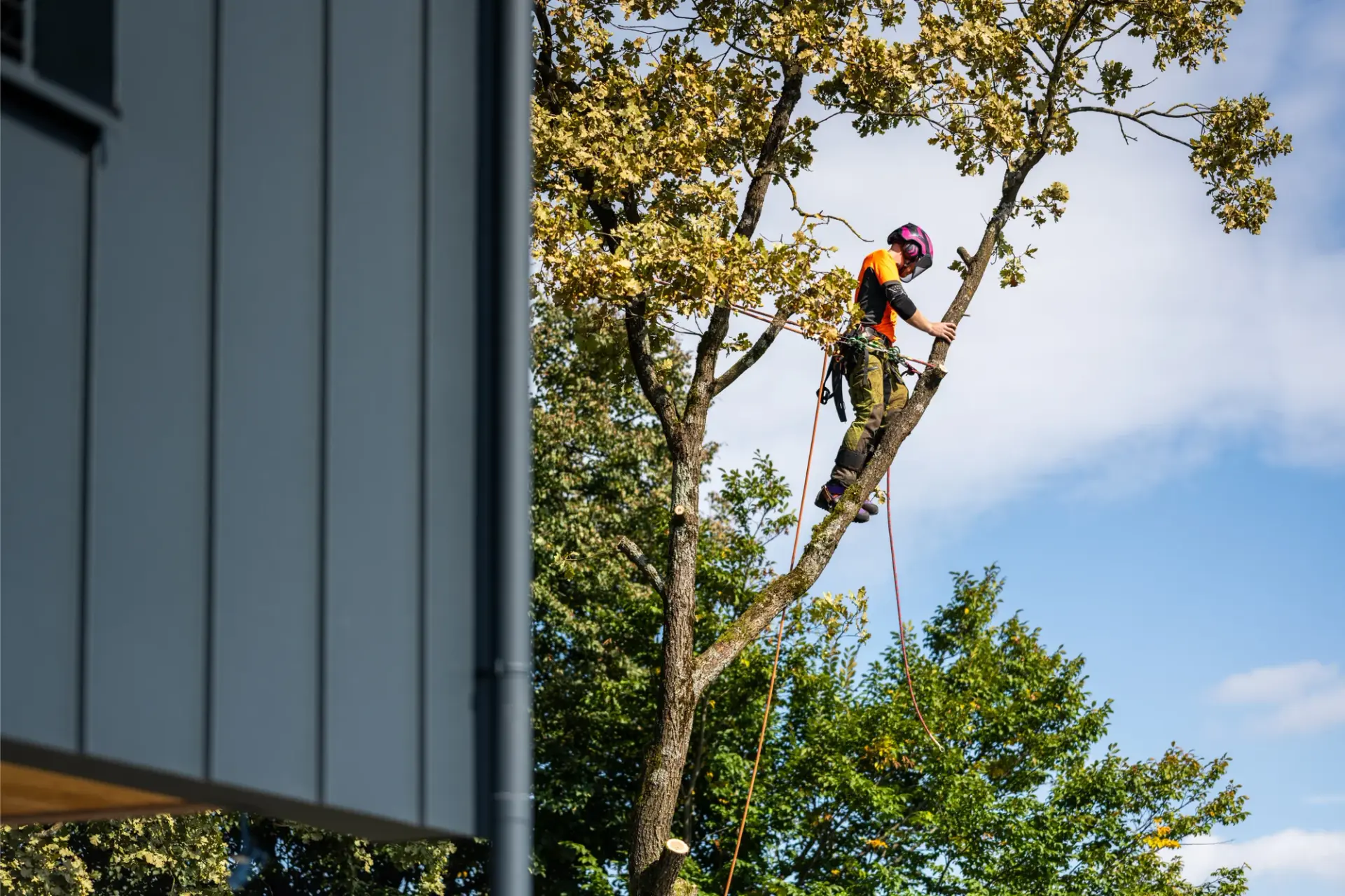 Tree Service